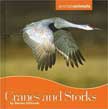 Cranes and Storks - Animals Animals