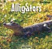Alligators - Baby Animals