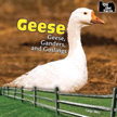 Geese - On the Farm