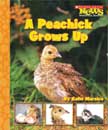 A Peachick Grows Up - Scholastic News Nonfiction Readers